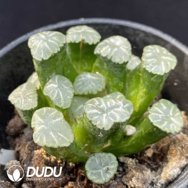 1756115601-1749192301-e201.jpg Haworthia Ice Snow - Image 1