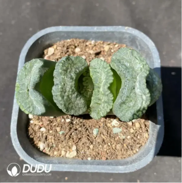 1756115603-1-1513.webp Haworthia Large Black Jade Fan - Image 1