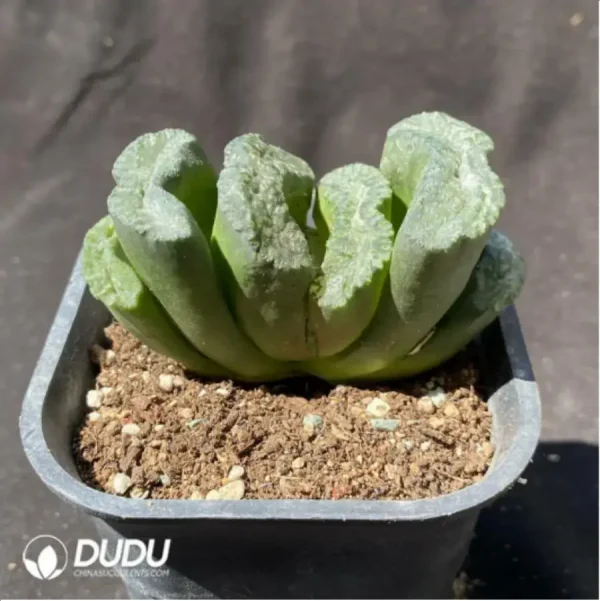 Haworthia Large Black Jade Fan - Image 2