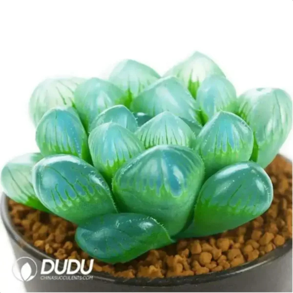 1756115605-1-1632.webp Haworthia Giant Red Line - Image 1