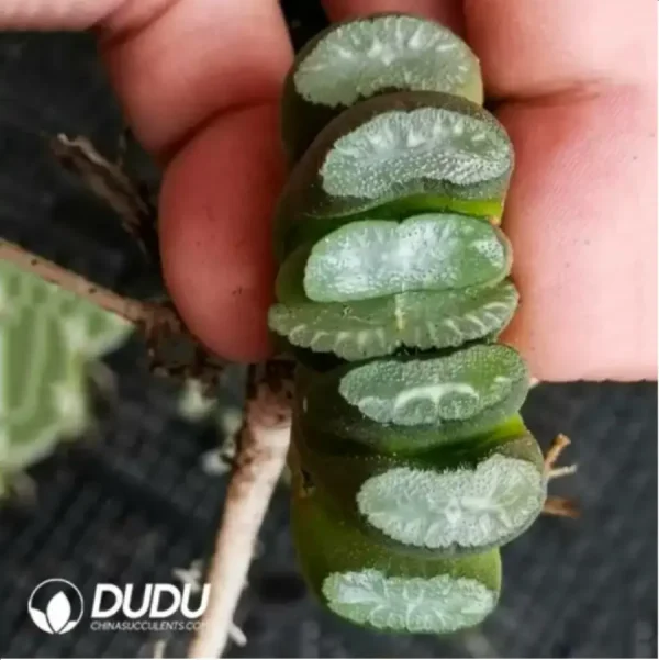 Haworthia Grotto King - Image 1