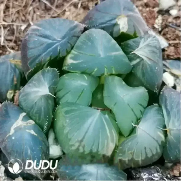 Haworthia OM Gyokuro - Image 1