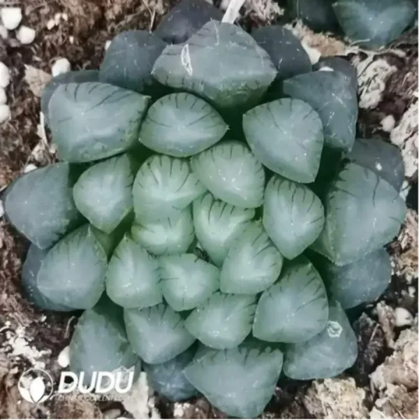 1756115608-1-1607.webp Haworthia OB-1 - Image 1