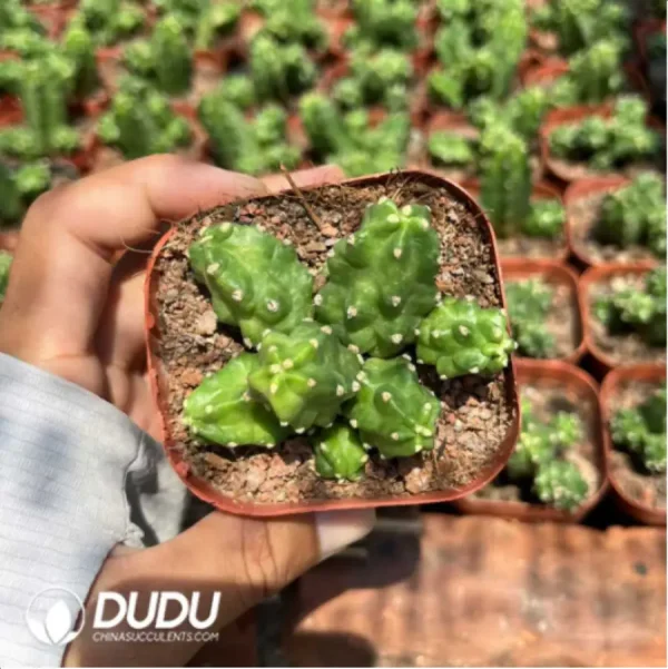 1756115610-1-1725.webp Cactus-Echinocereus Momotaro - Image 1