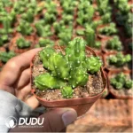 Cactus-Echinocereus Momotaro - Image 2