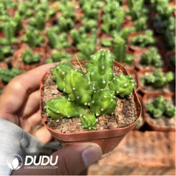 1756115611-2-1003.webp Cactus-Echinocereus Momotaro - Image 2