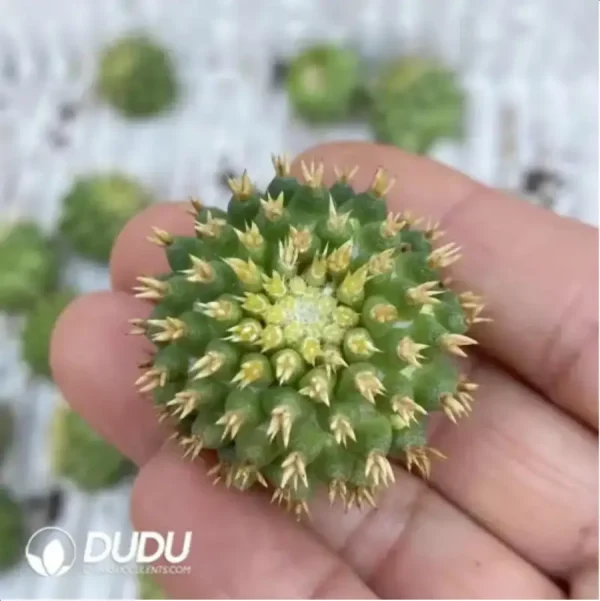 Cactus-Mammillaria Camptotricha No Roots (sport) - Image 2