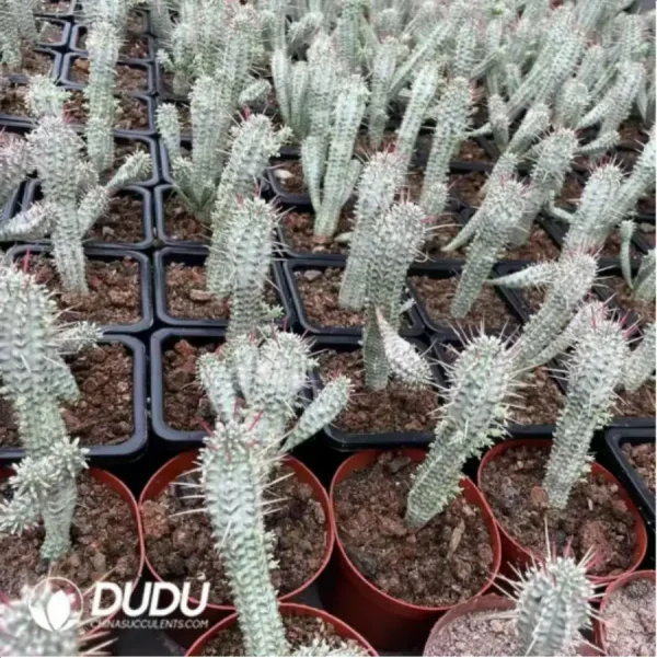 1756115615-1-1600.webp Euphorbia-Mammillaris Variegata - Image 1