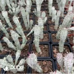 Euphorbia-Mammillaris Variegata - Image 2