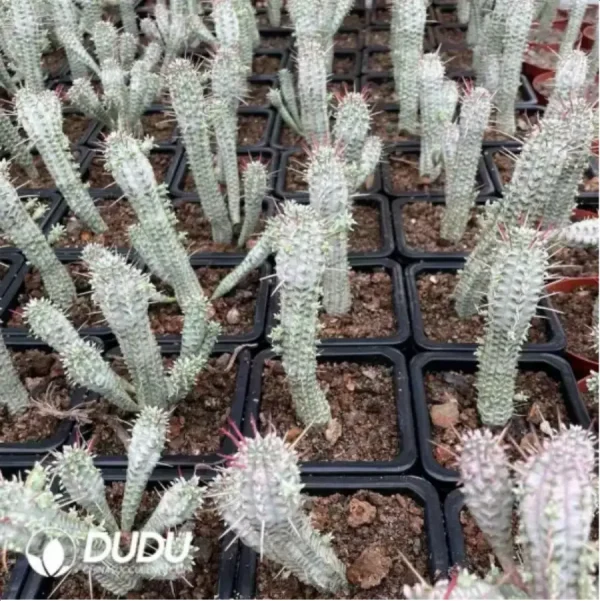 1756115616-2-996.webp Euphorbia-Mammillaris Variegata - Image 2