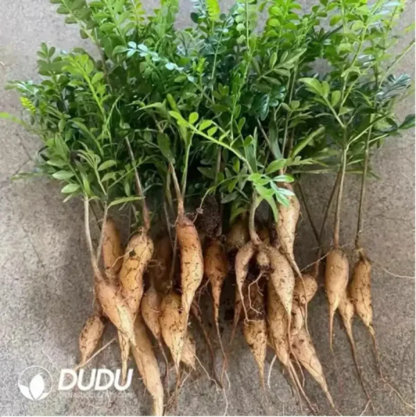 1756115618-1-1598.webp Anacardiaceae-Operculicarya Pachypus - Image 1