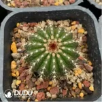 Cactus-Uebelmannia - Image 2