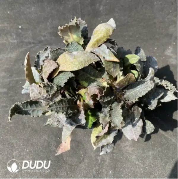 1756115622-1-1876.webp Euphorbia-francoisii - Image 1