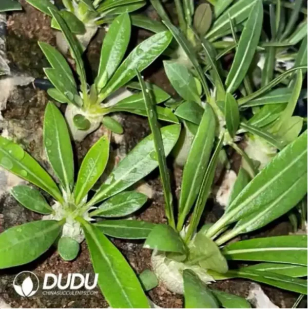 Pachypodium densiflorum x p. brevicaule - Image 1