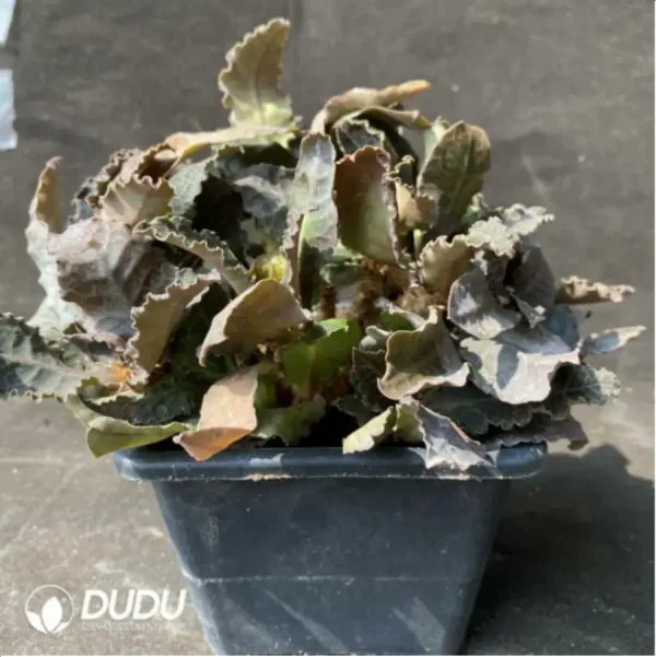 1756115623-2-1144.webp Euphorbia-francoisii - Image 2