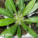 Pachypodium densiflorum x p. brevicaule - Image 2