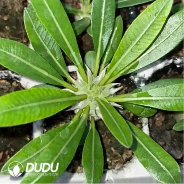 Pachypodium densiflorum x p. brevicaule - Image 2