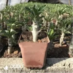 Pachypodium-saundersii N.E.Br.