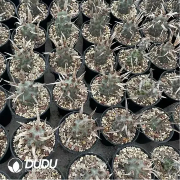 Cactus-TephroCactus-articulatus - Image 1