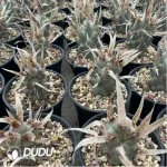 Cactus-TephroCactus-articulatus - Image 2