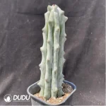 Cactus-Stenocereus beneckei