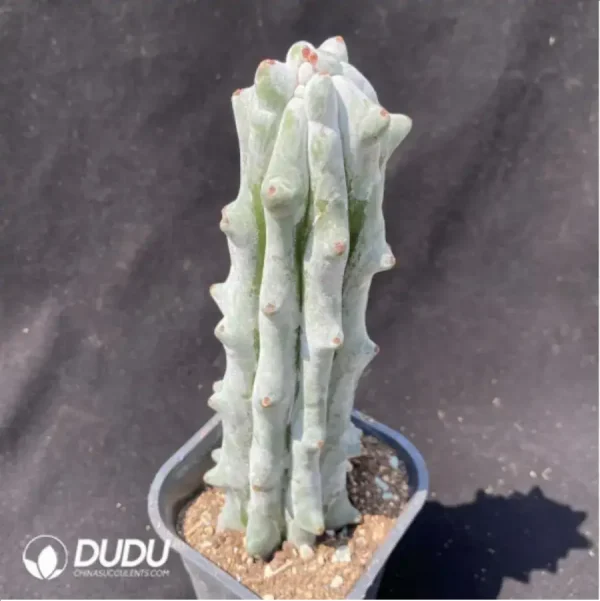 Cactus-Stenocereus beneckei - Image 2