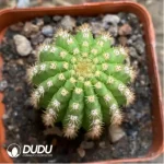 Cactus-Trichocereus Papageno