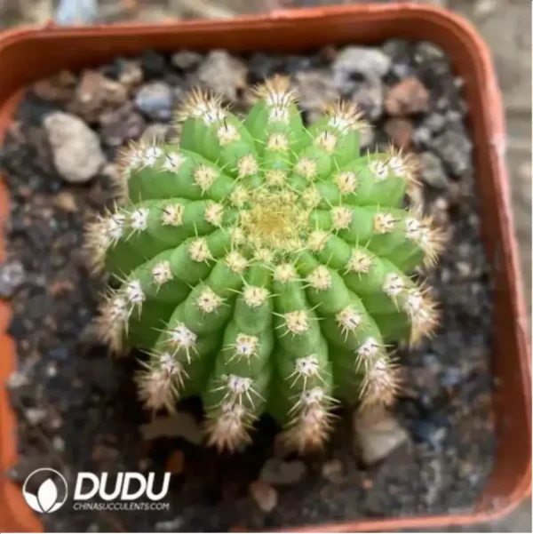 1756115634-1-1590.webp Cactus-Trichocereus Papageno - Image 1