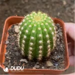 Cactus-Trichocereus Papageno - Image 2