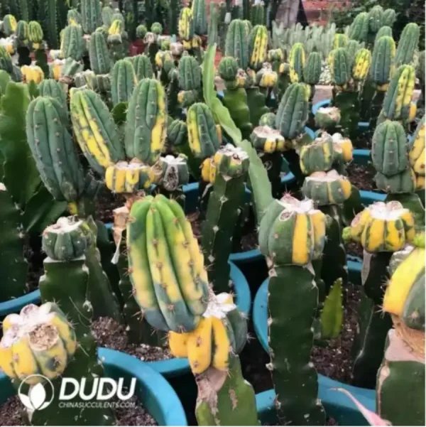 Cactus-Trichocereus Trichocereus Pachanoi Variegata - Image 1