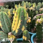 Cactus-Trichocereus Trichocereus Pachanoi Variegata - Image 2