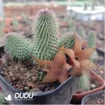 Asclepiadaceae Huernia pillansii