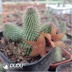 Asclepiadaceae Huernia pillansii - Image 2