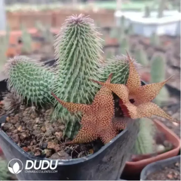 1756115640-2-984.webp Asclepiadaceae Huernia pillansii - Image 2