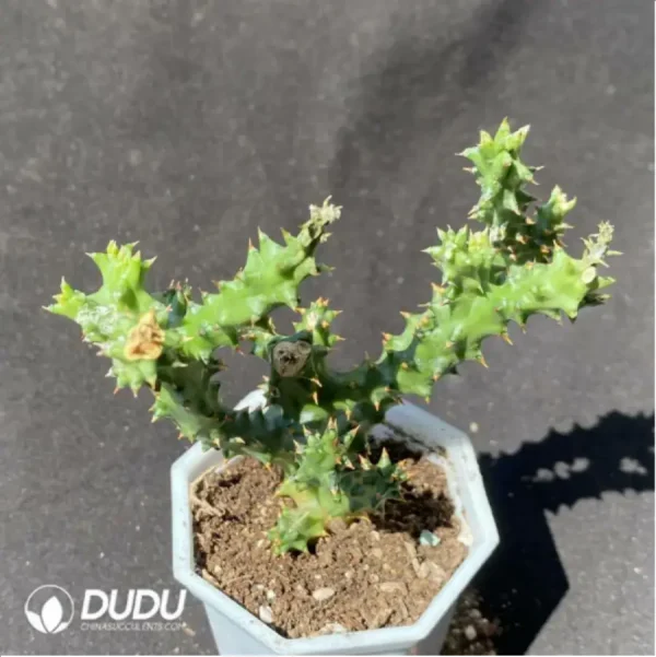 1756115641-1-1367.webp Asclepiadaceae Edithcolea grandis - Image 1