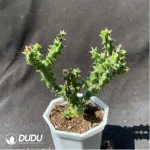 Asclepiadaceae Edithcolea grandis - Image 2