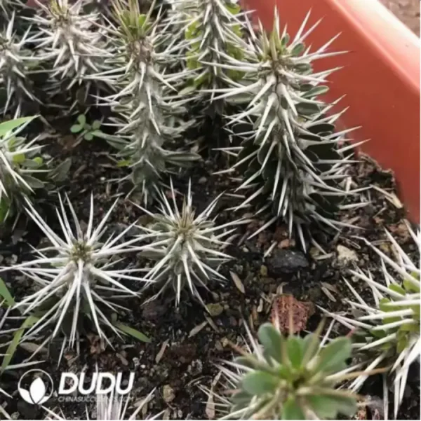 Alluaudia montagnaci - Image 1