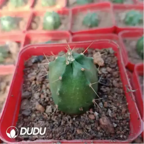 Cactus-Echinocereus knippelianus - Image 1