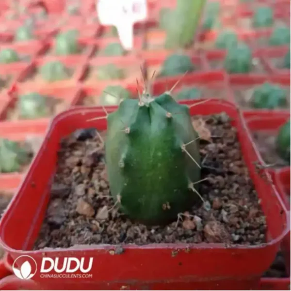 Cactus-Echinocereus knippelianus - Image 2