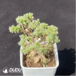 Aizoaceae-Trichodiadema bulbosum Schwantes