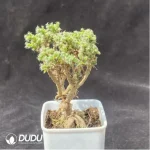 Aizoaceae-Trichodiadema bulbosum Schwantes - Image 2