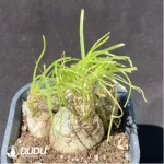 Haraella Freesia hybrida Klatt - Image 2