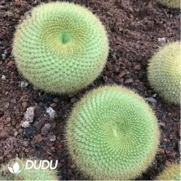 Cactus-Parodia haselbergii subsp. graessneri - Image 1