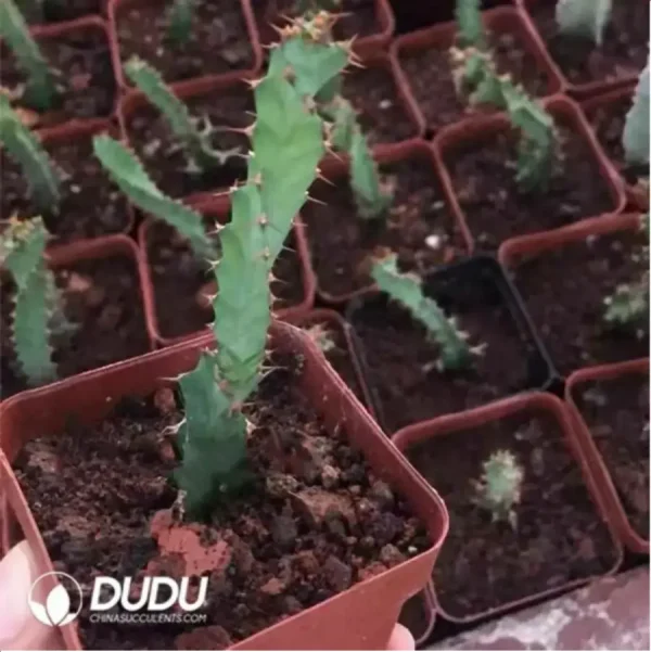 Euphorbia-Tortirama - Image 1