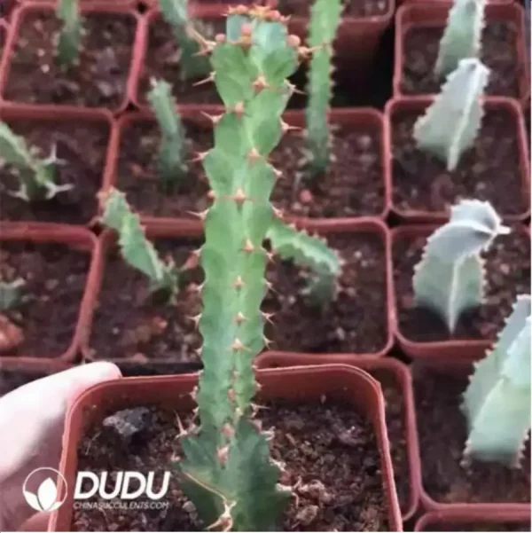 Euphorbia-Tortirama - Image 2