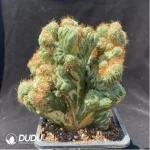 Cactus-Cereus Peruvianus var. Monstruosus f. Variegatus