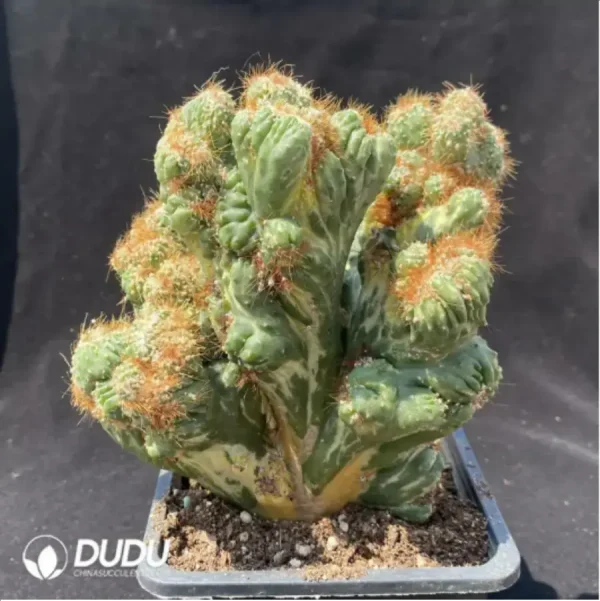 Cactus-Cereus Peruvianus var. Monstruosus f. Variegatus - Image 1