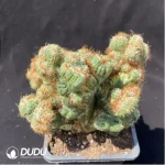 Cactus-Cereus Peruvianus var. Monstruosus f. Variegatus - Image 2