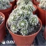 Cactus-Cereus Mammillaria Vetula Arizona Snowcap Clustering