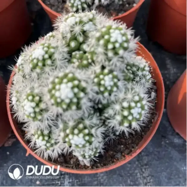 Cactus-Cereus Mammillaria Vetula Arizona Snowcap Clustering - Image 2